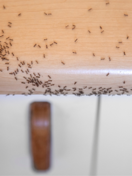 ant pest control toronto