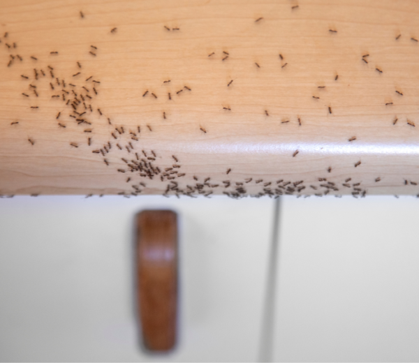 ant pest control toronto