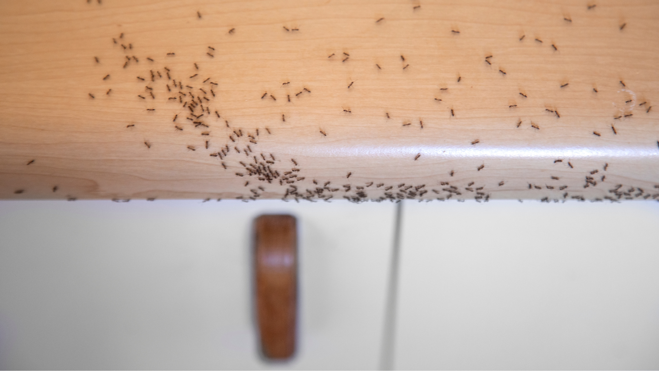 ant pest control toronto